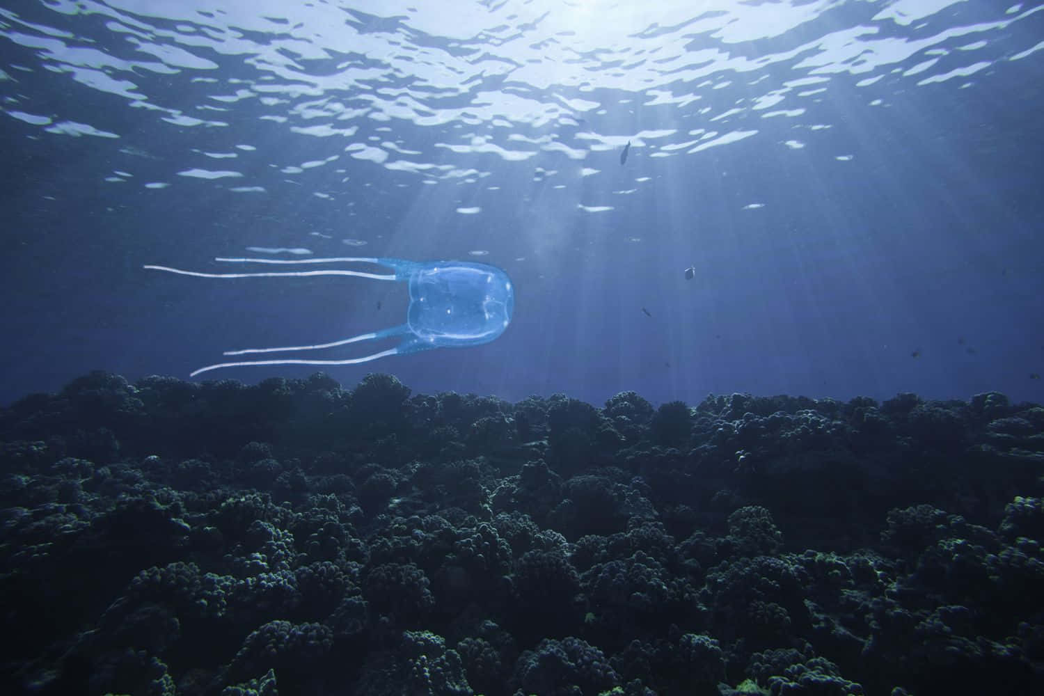 Box Jellyfish Underwater Scene Wallpaper