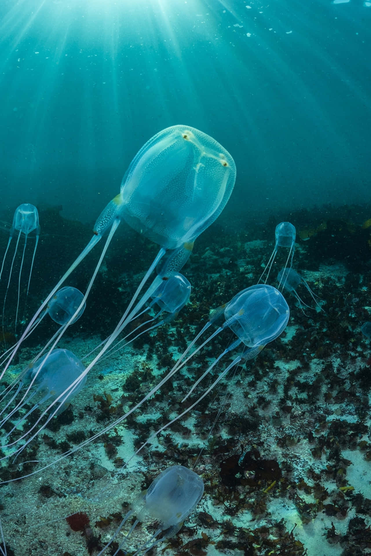 Box Jellyfish Underwater Sunrays Wallpaper