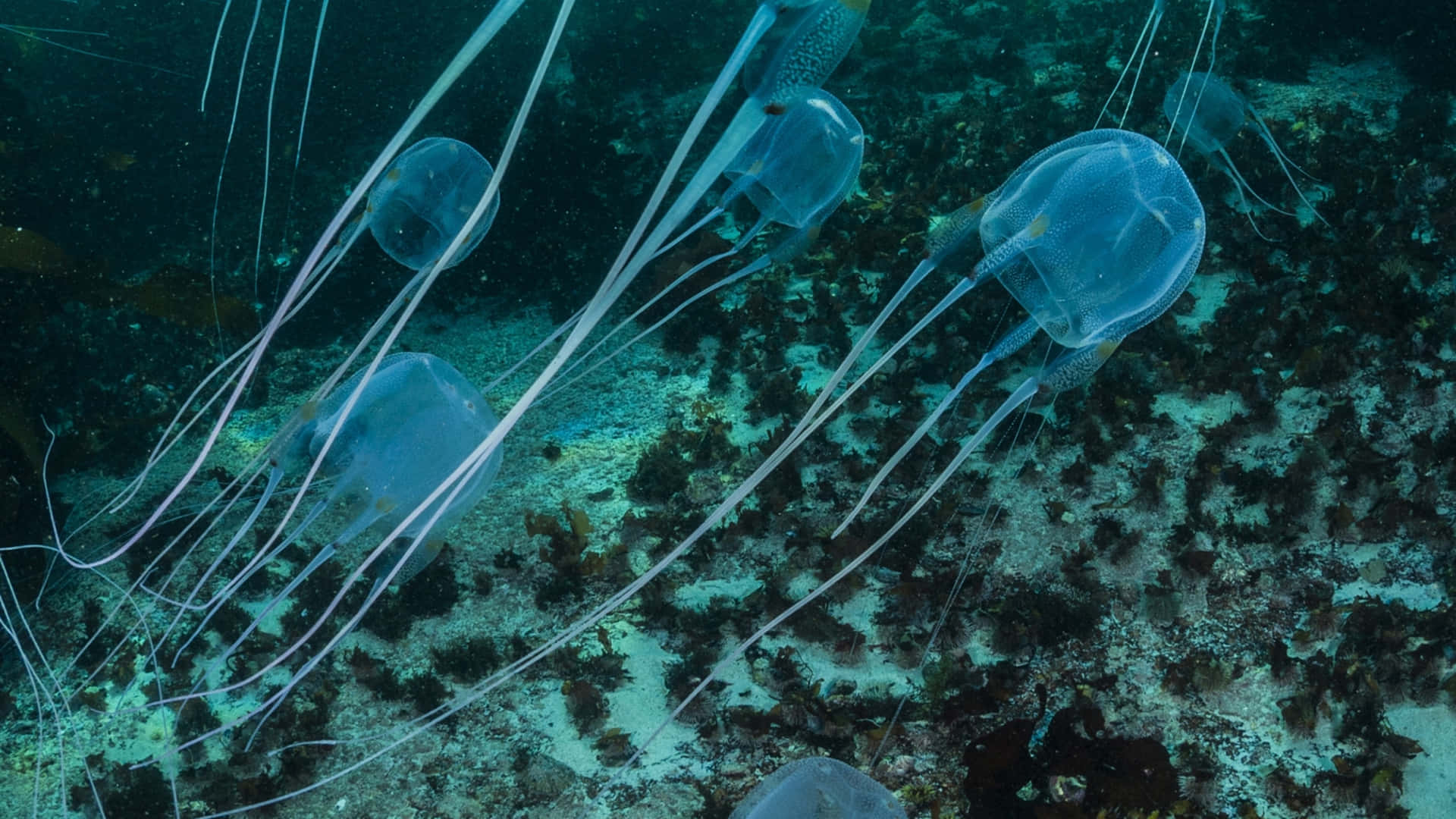 Box Jellyfish Underwater Swim Wallpaper