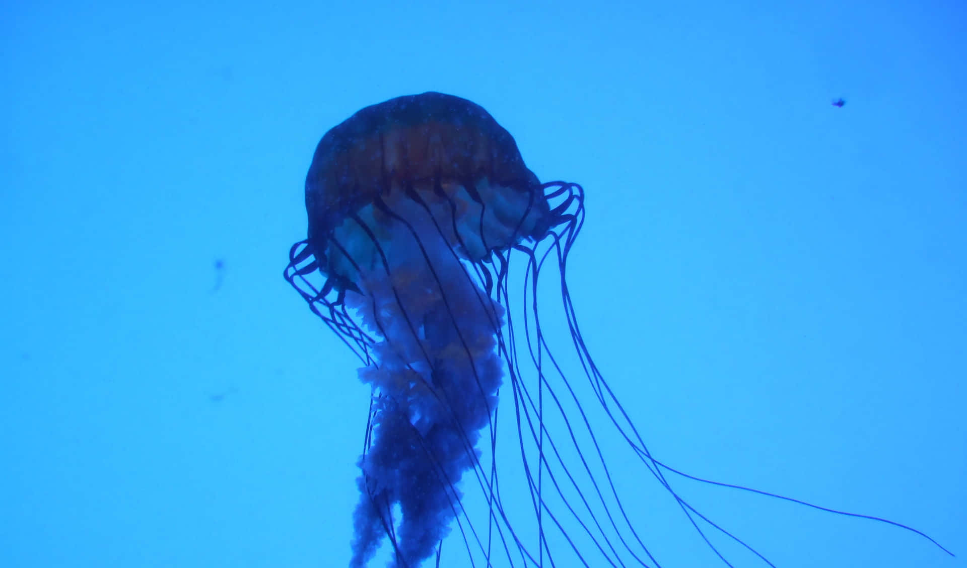 Box Jellyfish Underwater View Wallpaper