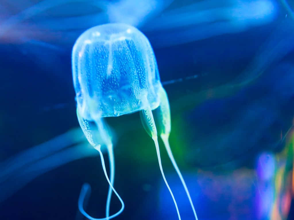 Box Jellyfish Underwater View Wallpaper