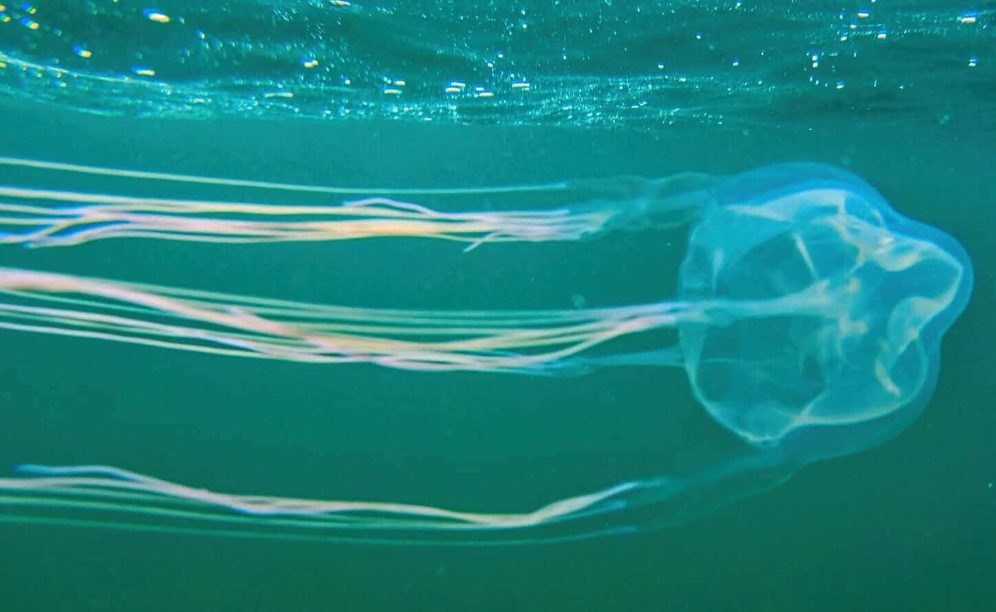 Box Jellyfish Underwater View.jpg Wallpaper
