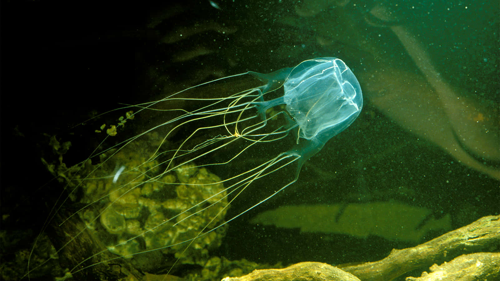 Box Jellyfish Underwater View.jpg Wallpaper