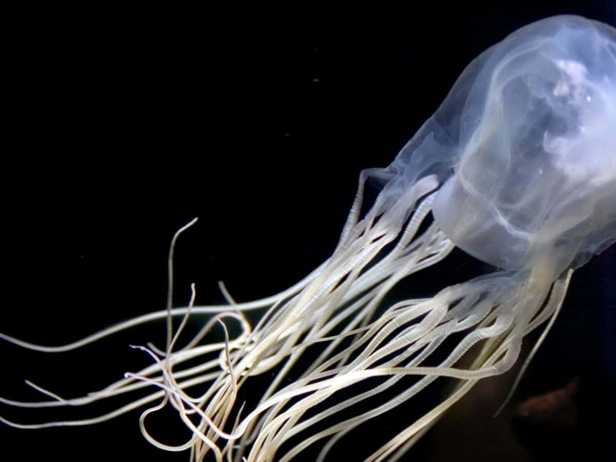 Box Jellyfishin Dark Waters Wallpaper