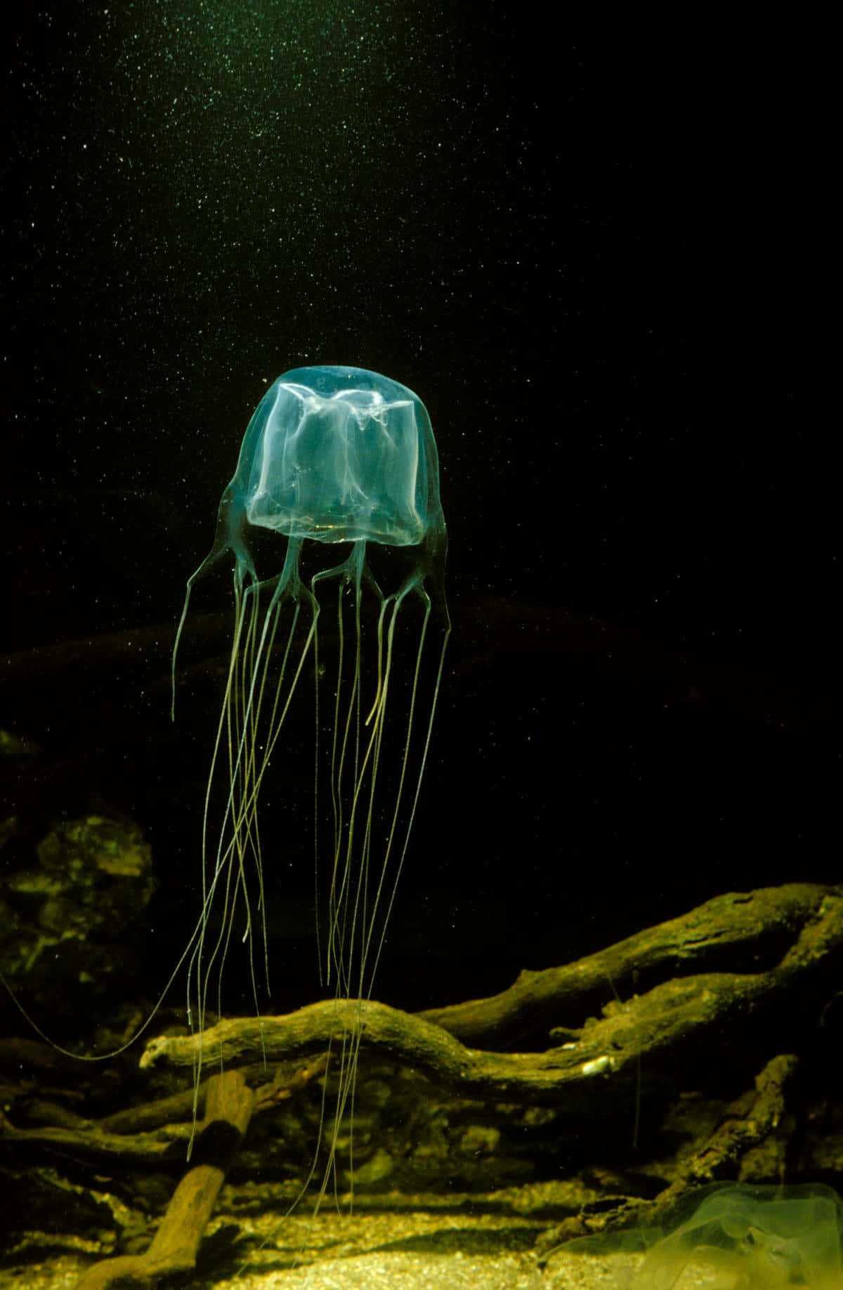 Box Jellyfishin Dark Waters Wallpaper