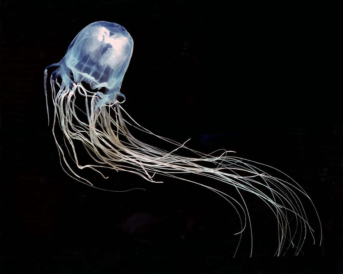 Box Jellyfishin Deep Blue Wallpaper