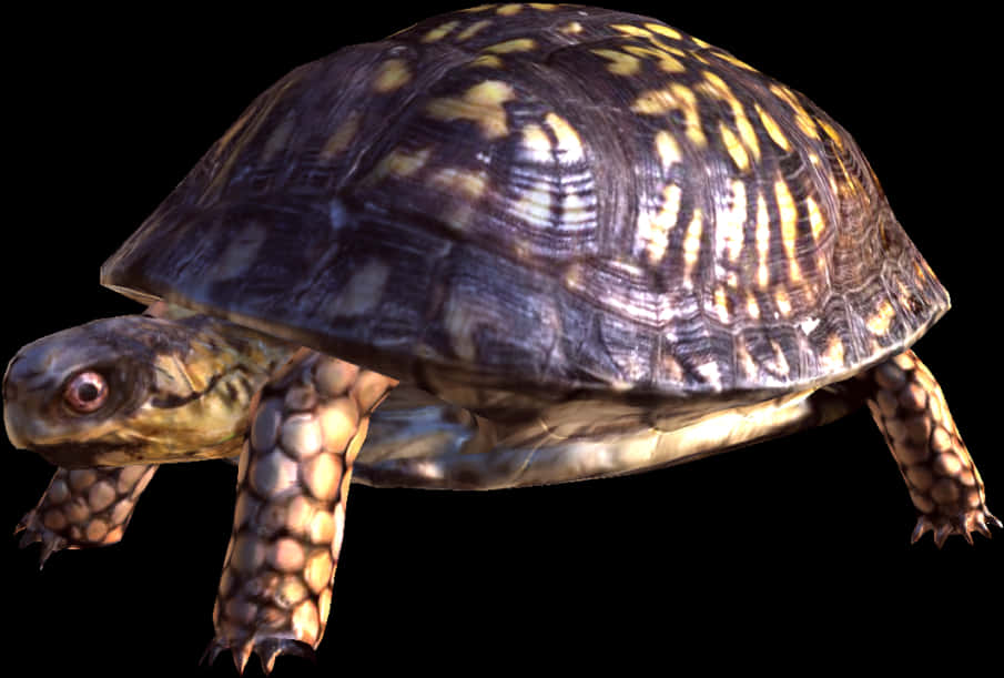 Box Turtle Isolatedon White Background PNG