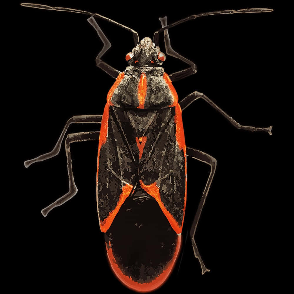 Boxelder Bug Black Orange Marking Wallpaper