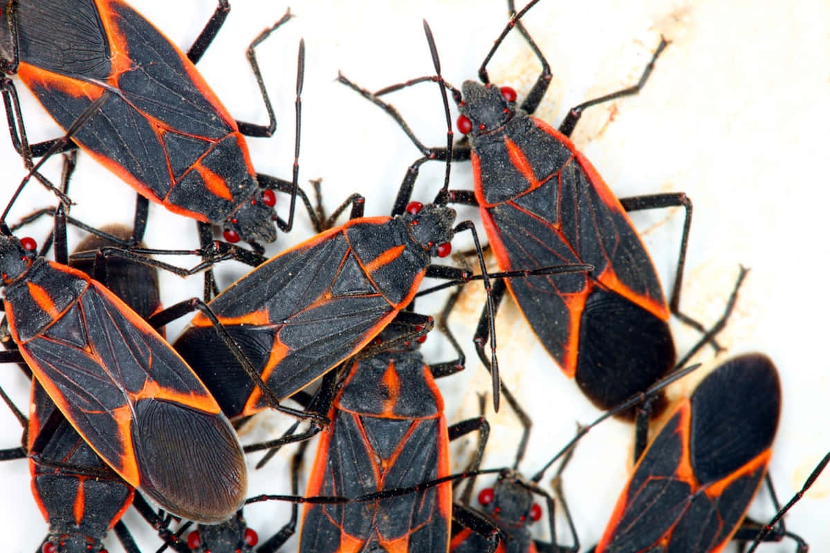 Boxelder Bugs Clustered Together Wallpaper