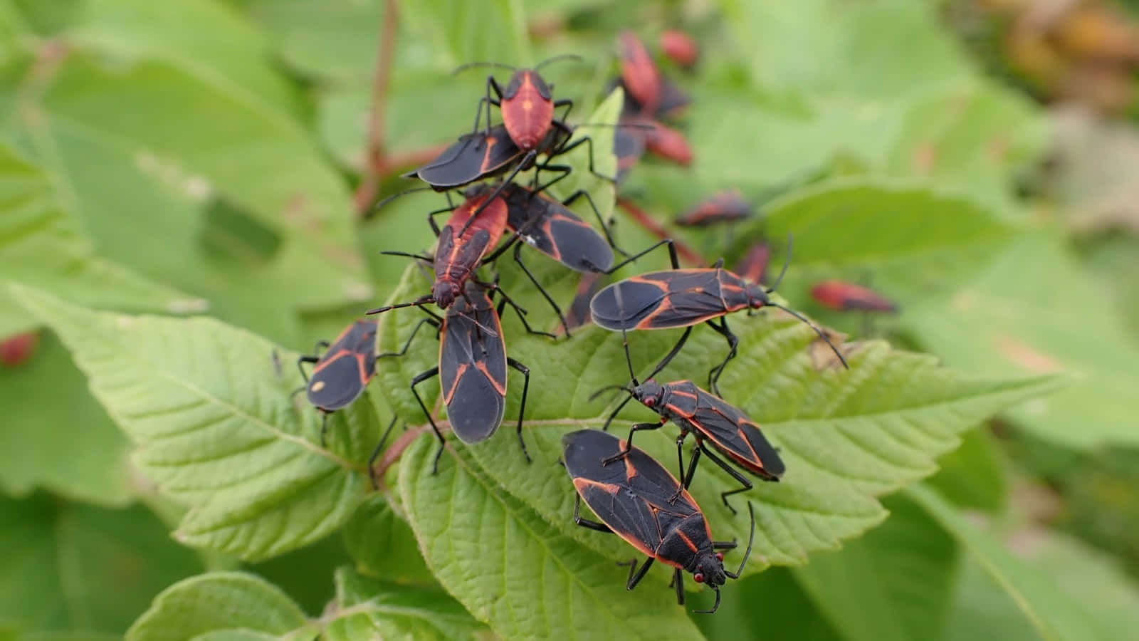 Boxelder Bugs Gatheringon Leaves Wallpaper