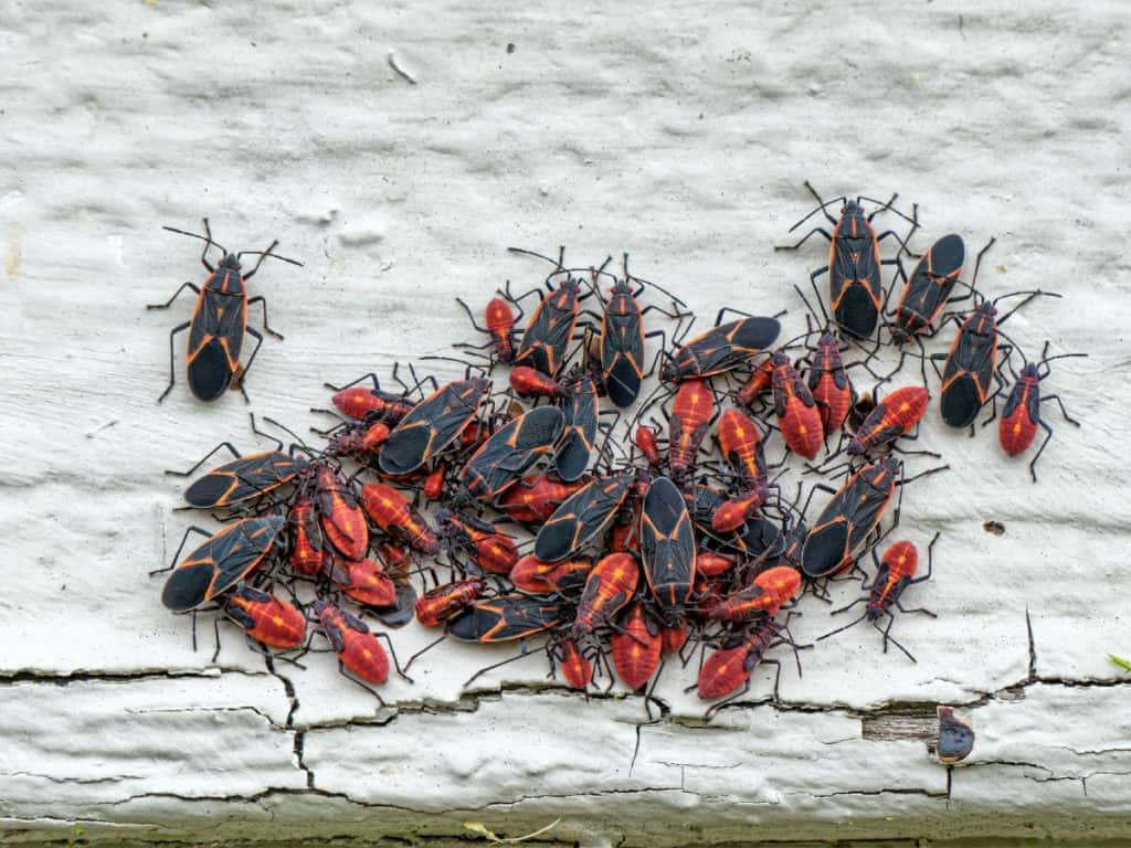 Boxelder Bugs Gatheringon Wooden Surface Wallpaper