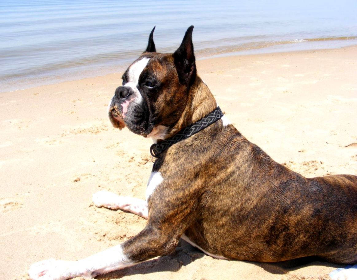 Boxer Dog Beach Sand Wallpaper