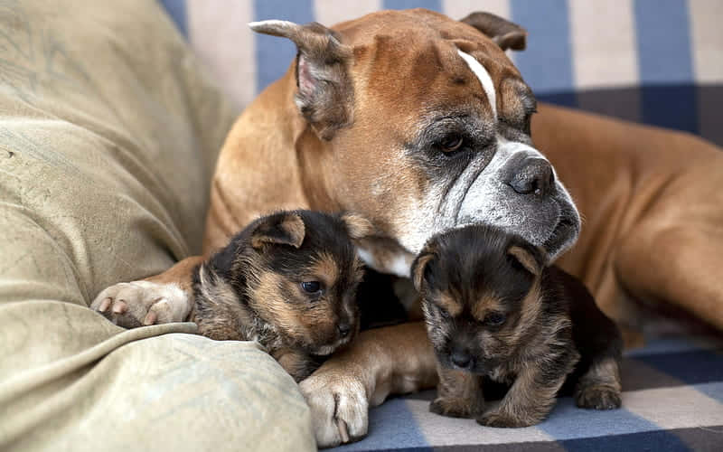 Boxer Dog Breeds Cuddling Puppies Wallpaper
