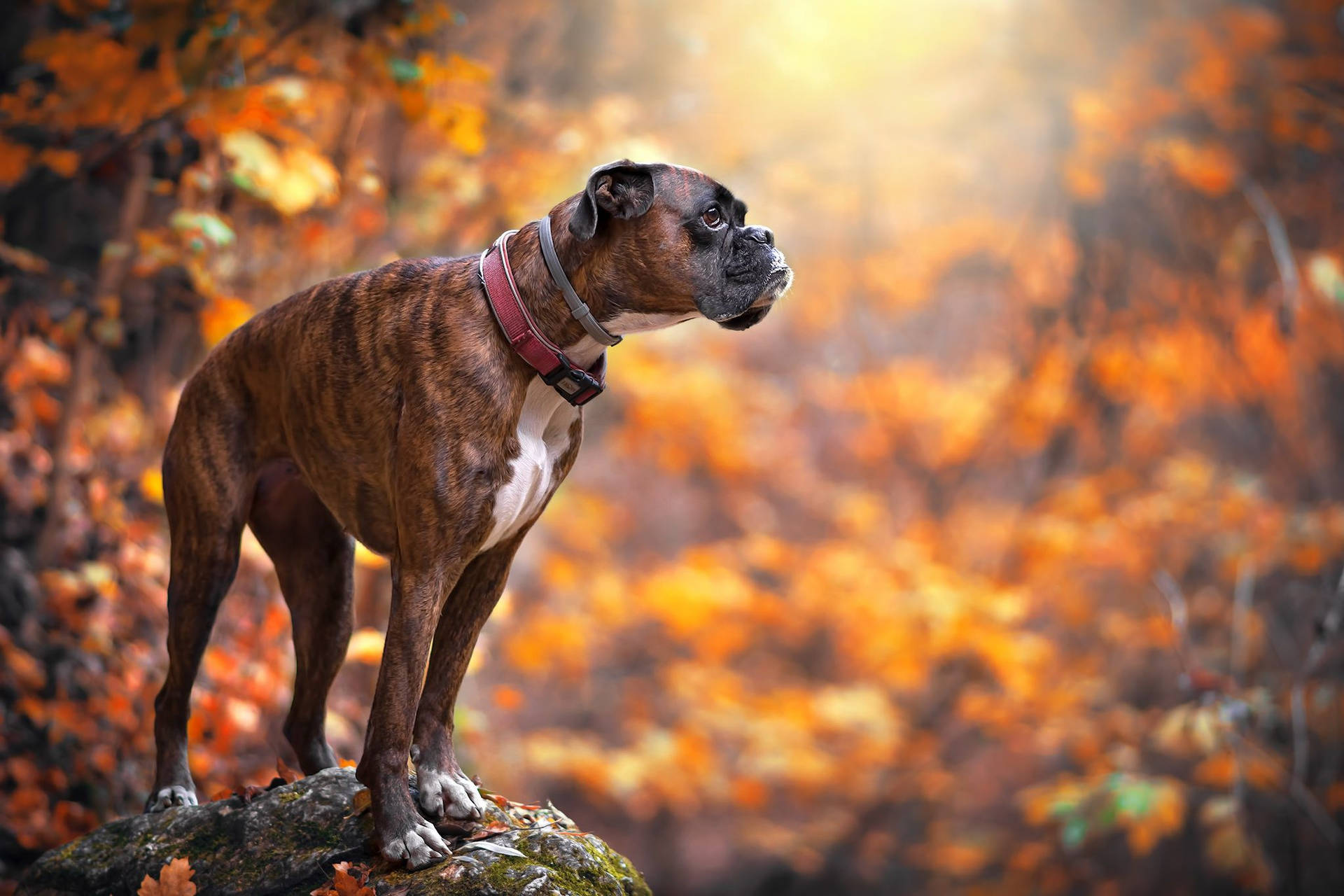 Boxer Dog Creative Photography Background