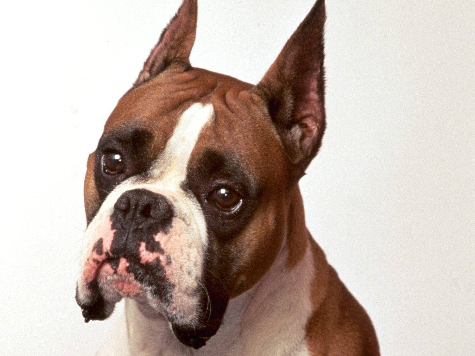 Boxerrashundsöt Bedrövad Wallpaper