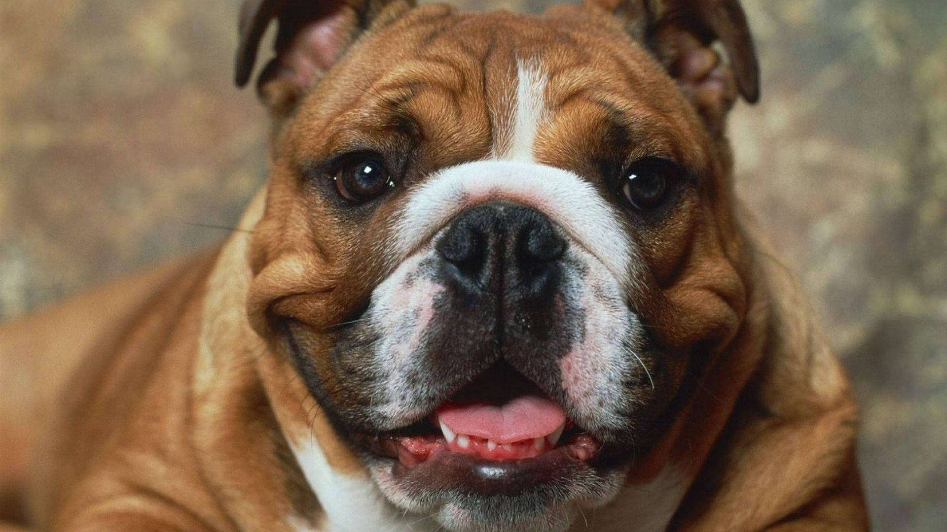 Boxer Dog Face Fat Wallpaper