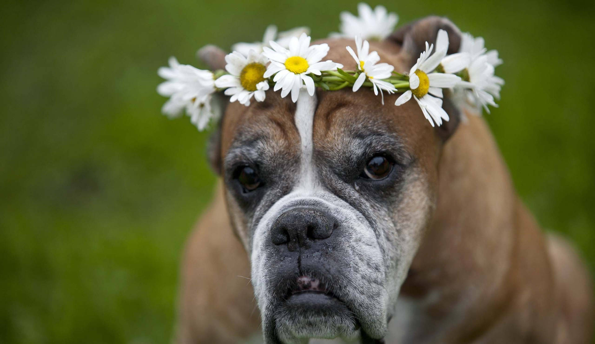 Boxer hund blomsterkrone Wallpaper