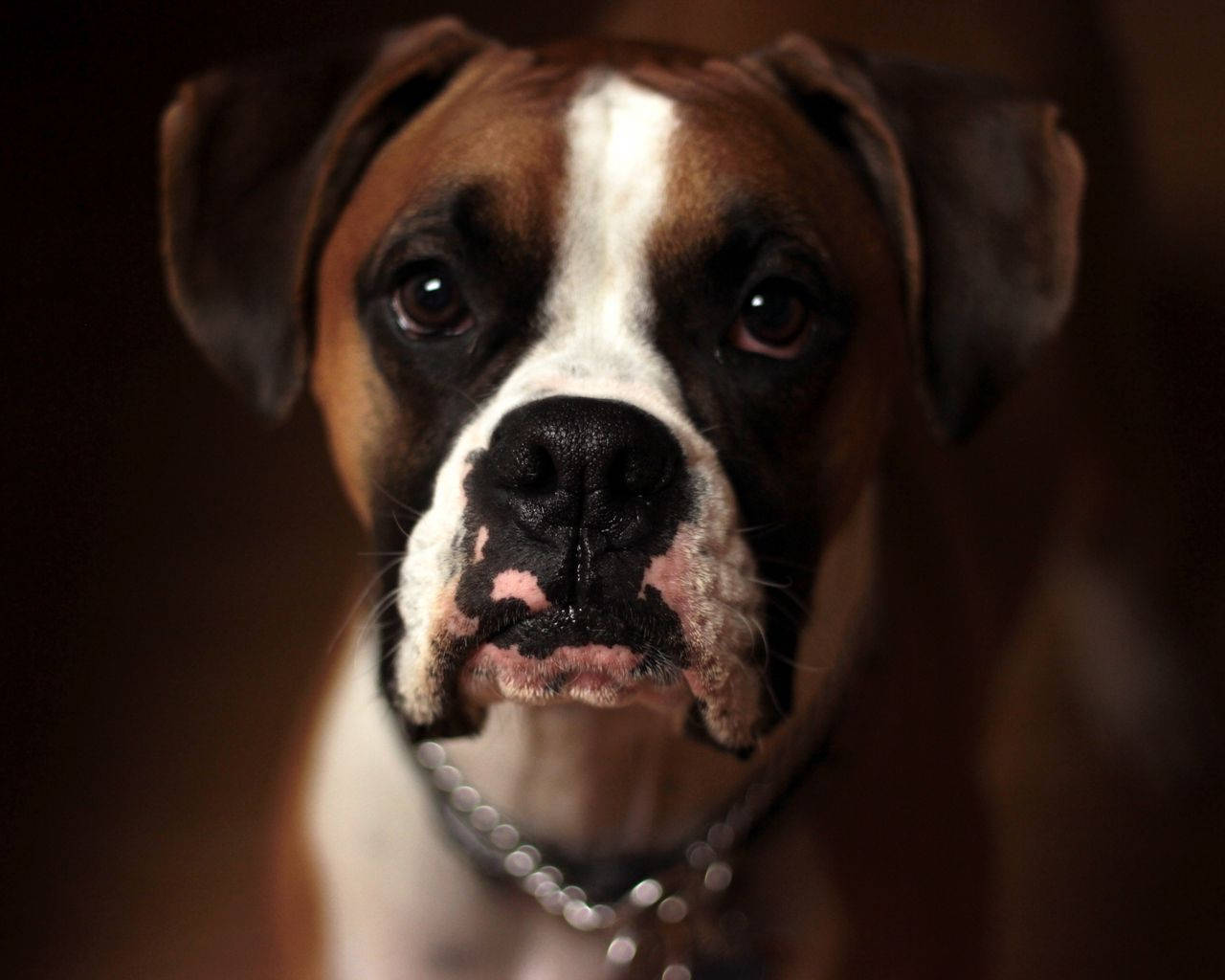 "Focused Boxer Dog Showcasing Its Strength" Wallpaper
