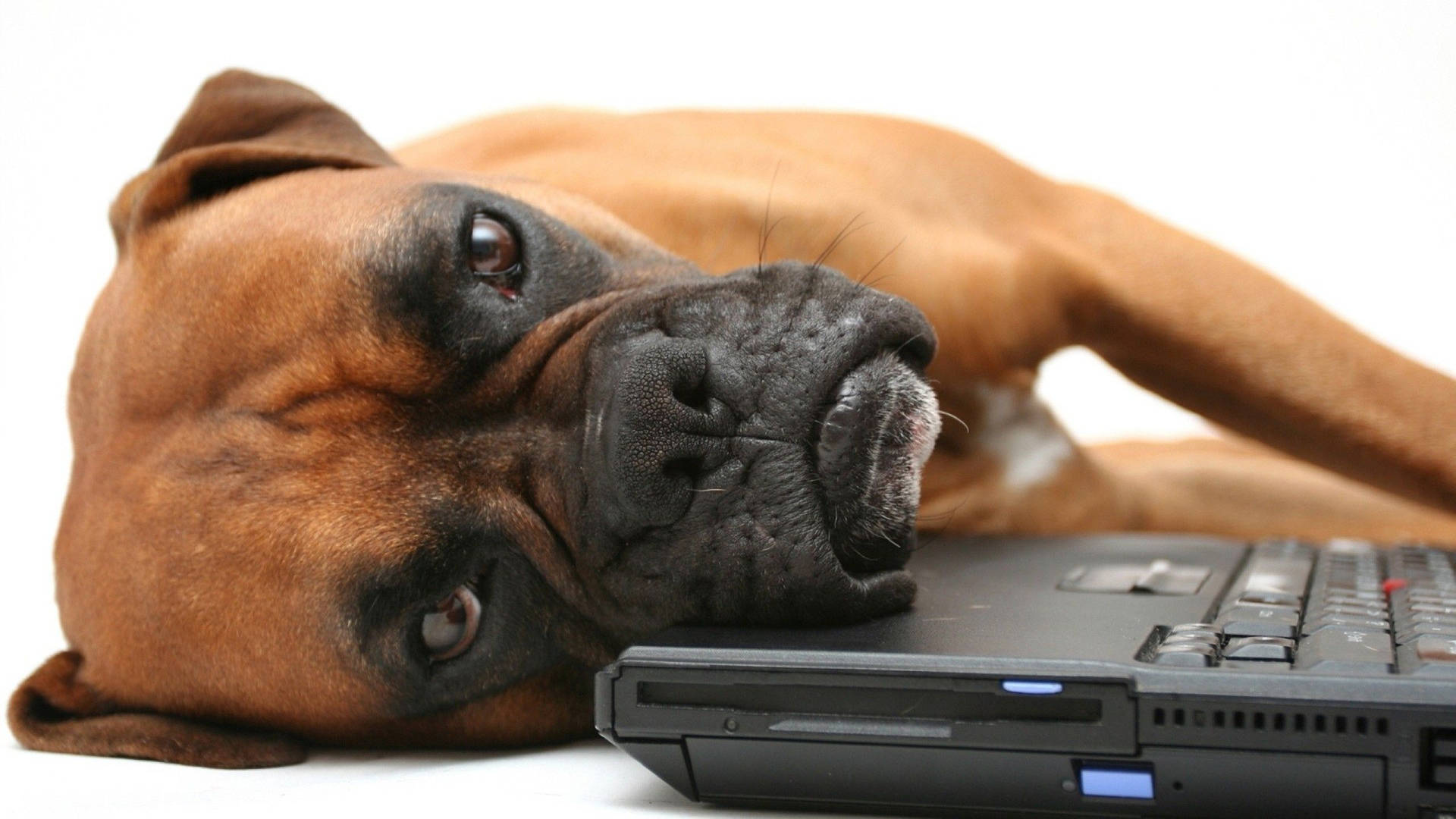 Boxerhund Laptop Tangentbord. Wallpaper
