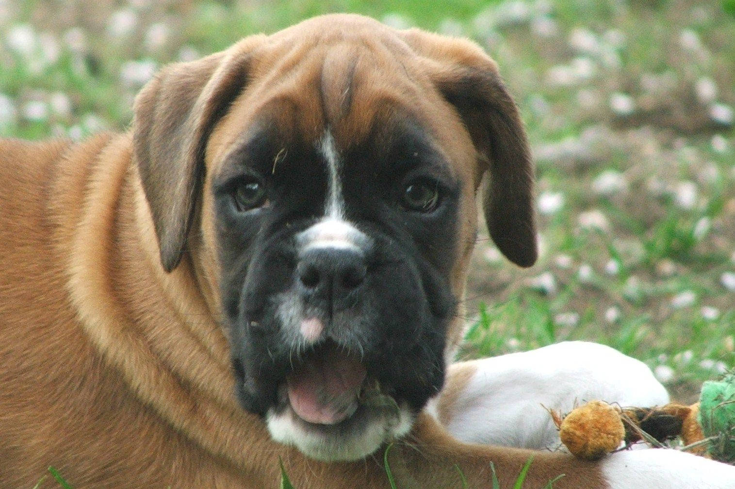Boxer Dog Open Mouth Wallpaper