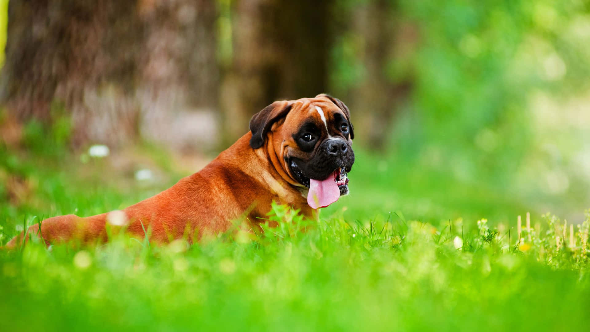 Nick,il Cane Boxer, Gode Del Suo Pomeriggio Soleggiato.