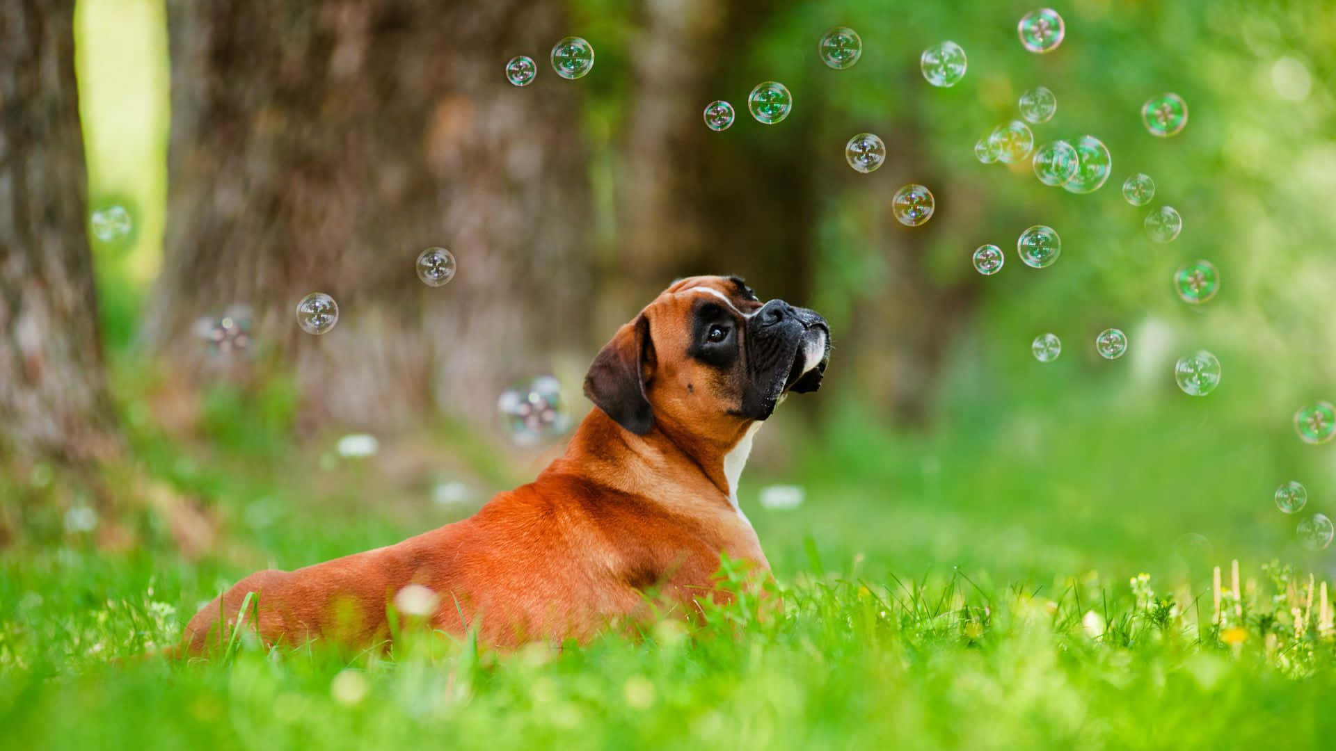 Boxer Dog In The Grass With Bubbles