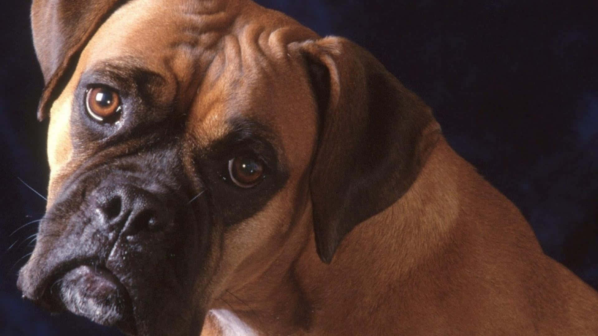 A Boxer Dog Is Looking At The Camera