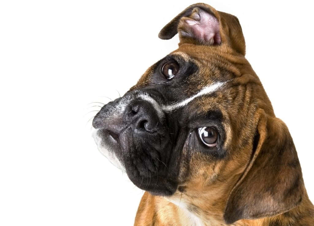 "A dignified and loving Boxer Dog"