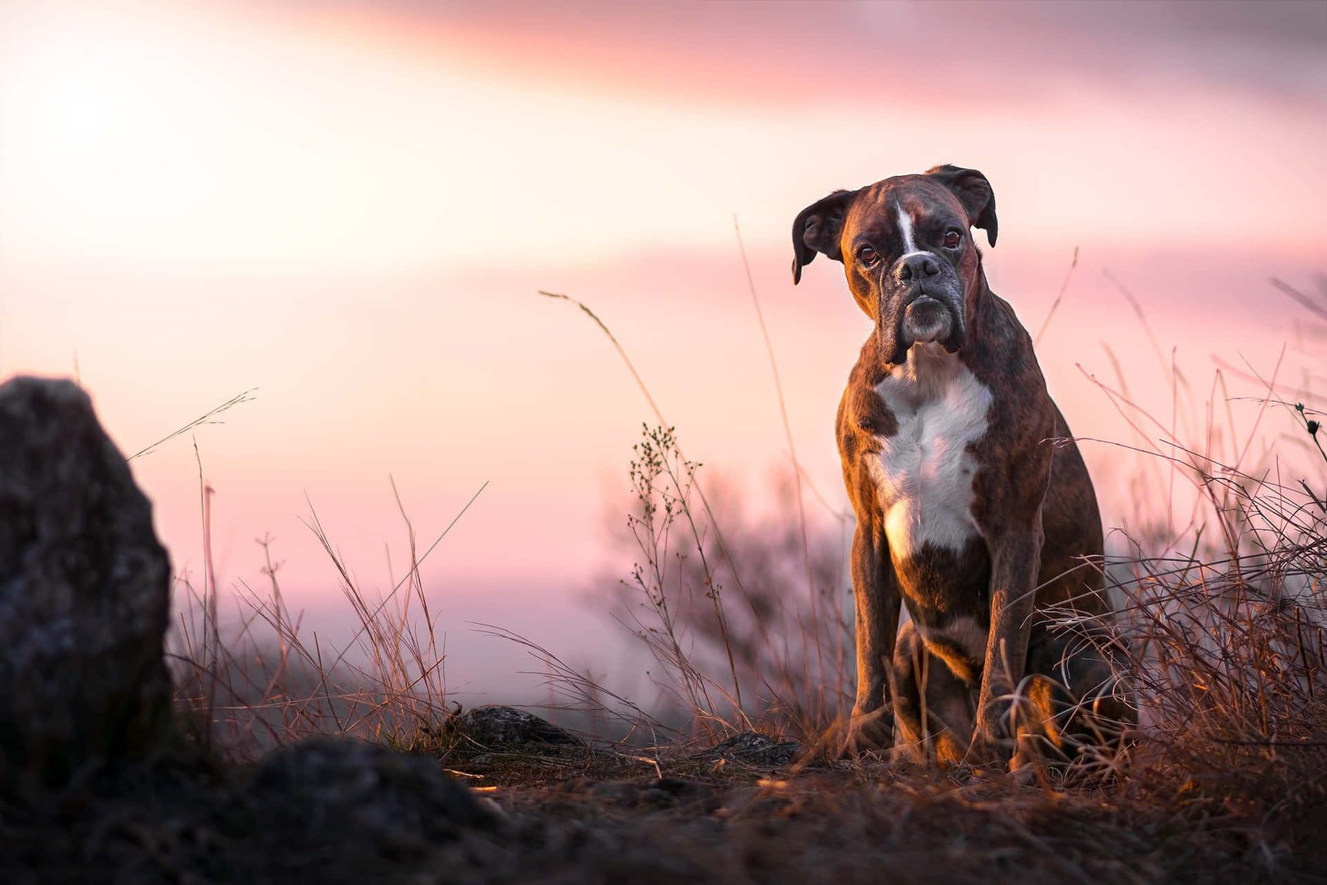 A Dog Sitting On A Hill At Sunset