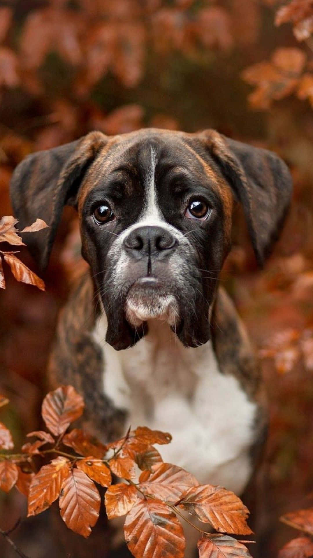 Boxer Dog In Autumn Leaves