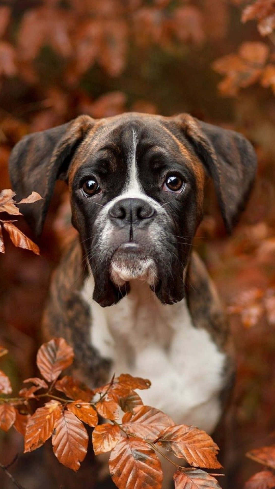 Caneboxer Tra Le Foglie D'autunno