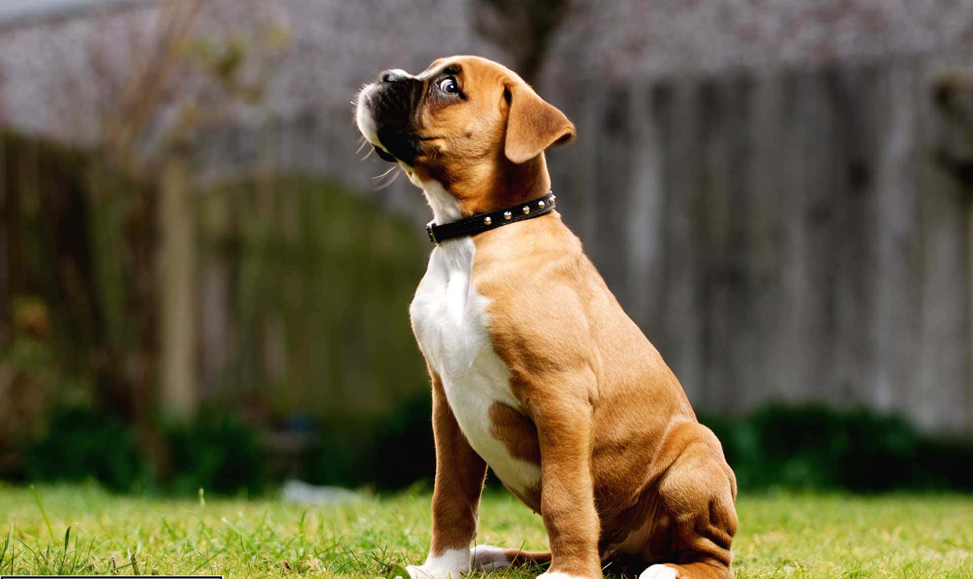 A Boxer Dog Looking Adorably Up