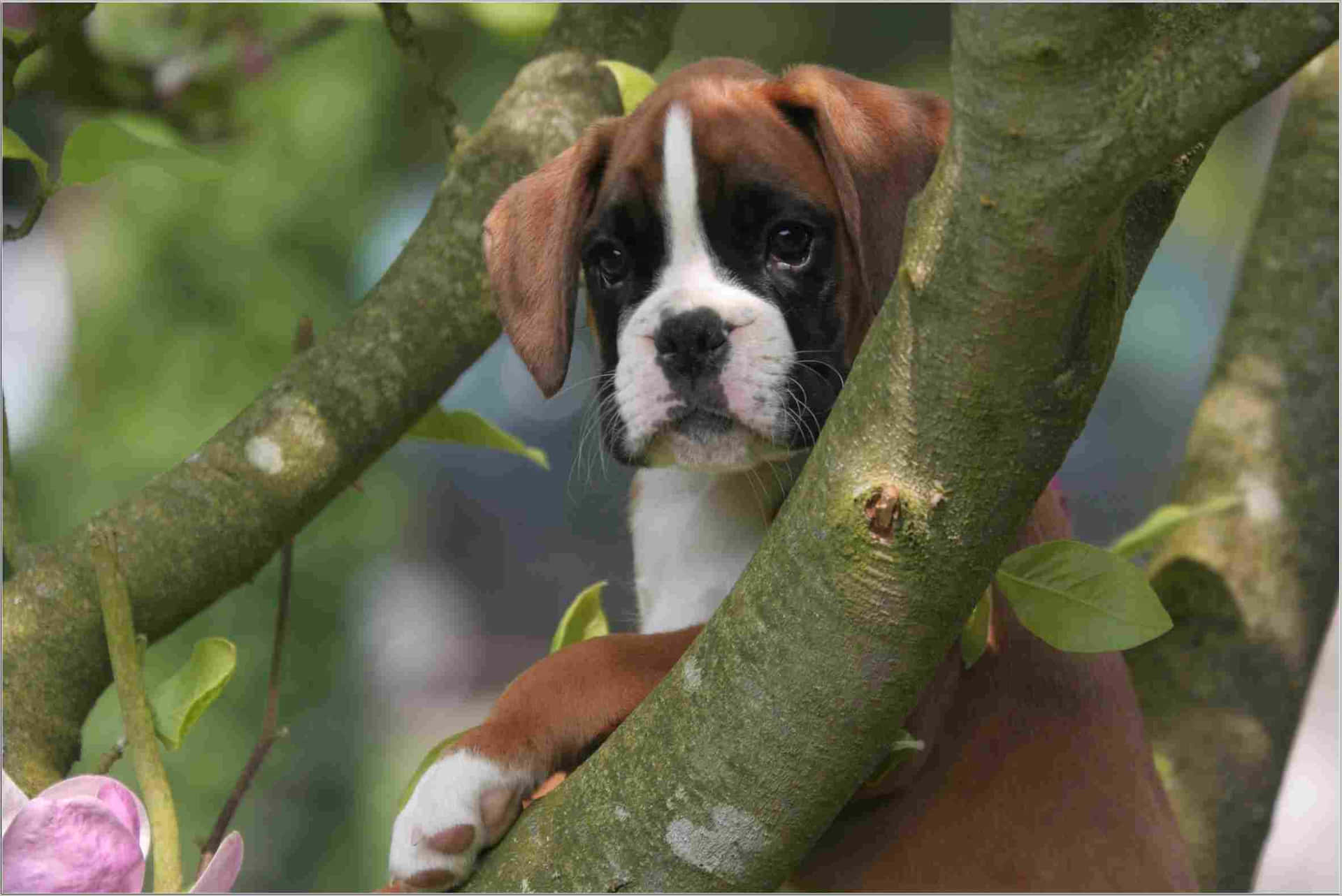A delightful Boxer Dog lounging in the grass.