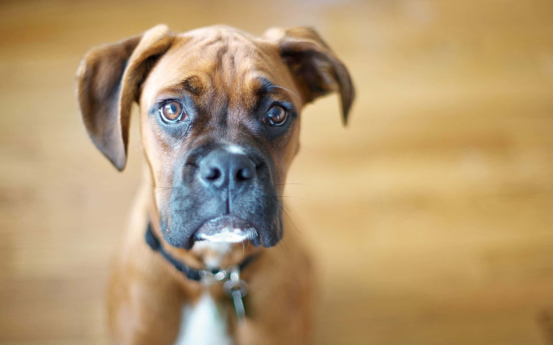 This Boxer Dog is showing off its goofy and friendly nature.
