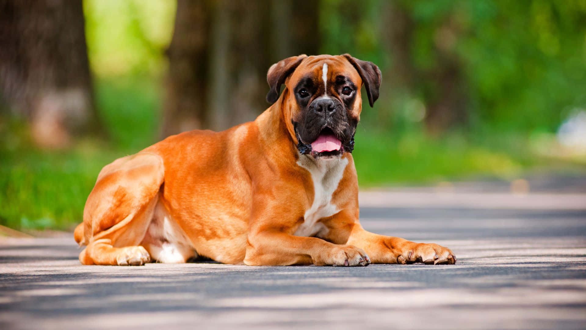 A Boxer Dog Laying On The Road