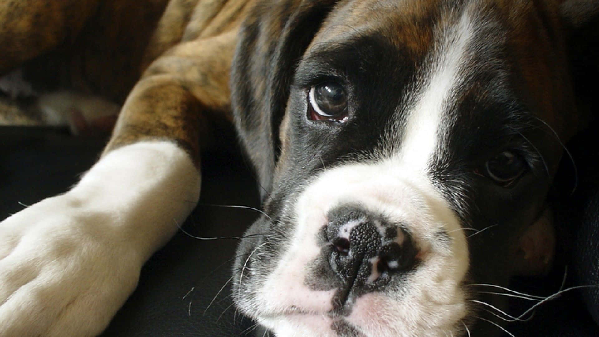 Download Adorable Boxer Dog Ready For Your Love | Wallpapers.com