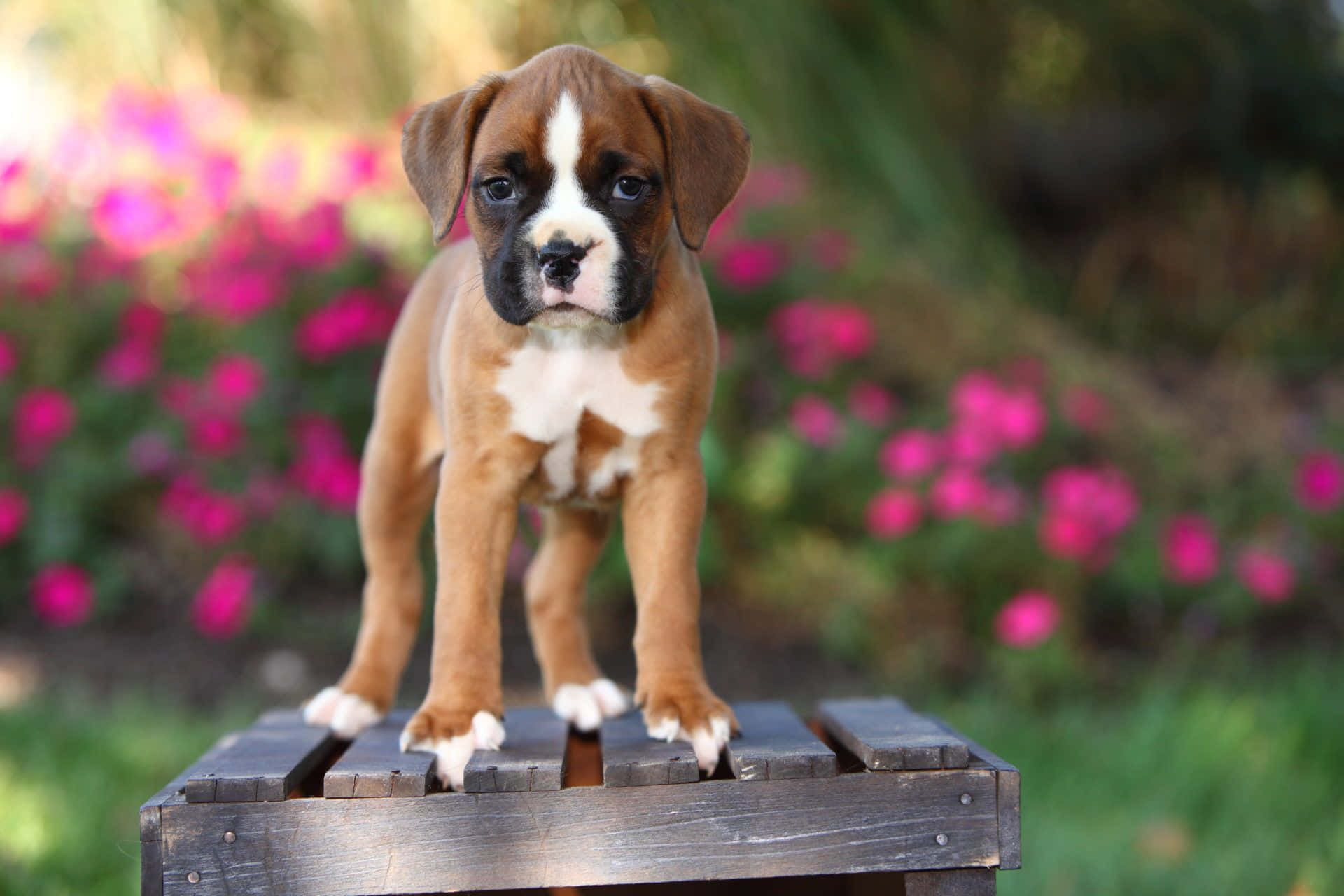 Boxer Puppy Standing On A Wooden Box