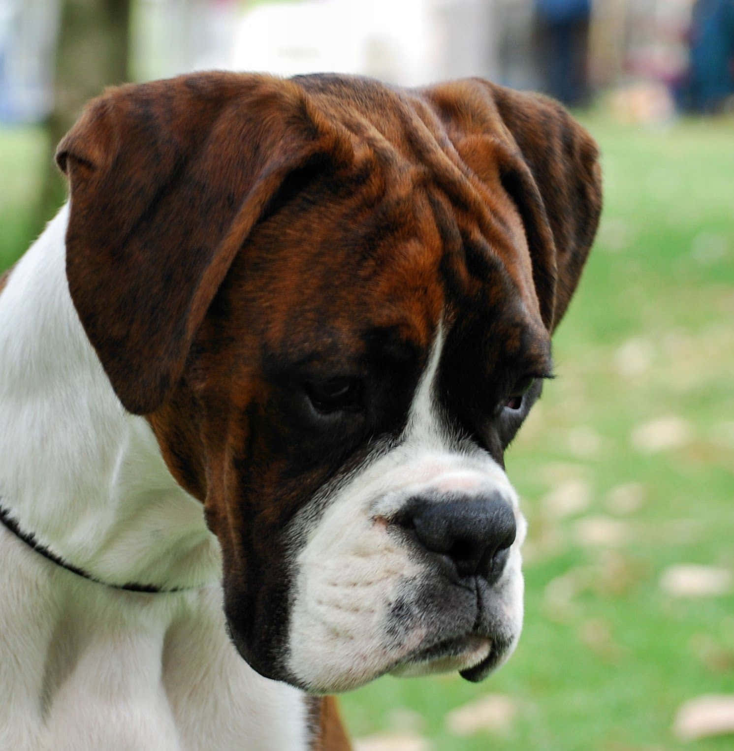 Sweet smile of an adorable Boxer Dog