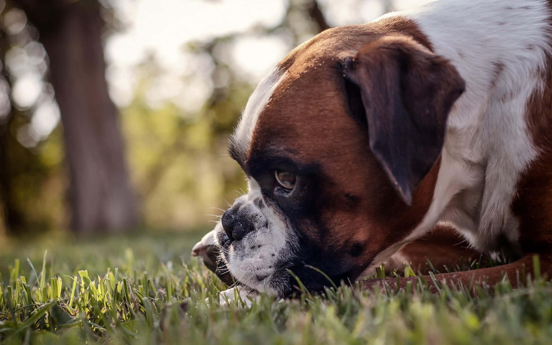 A happy and friendly Boxer Dog enjoying some sunshine