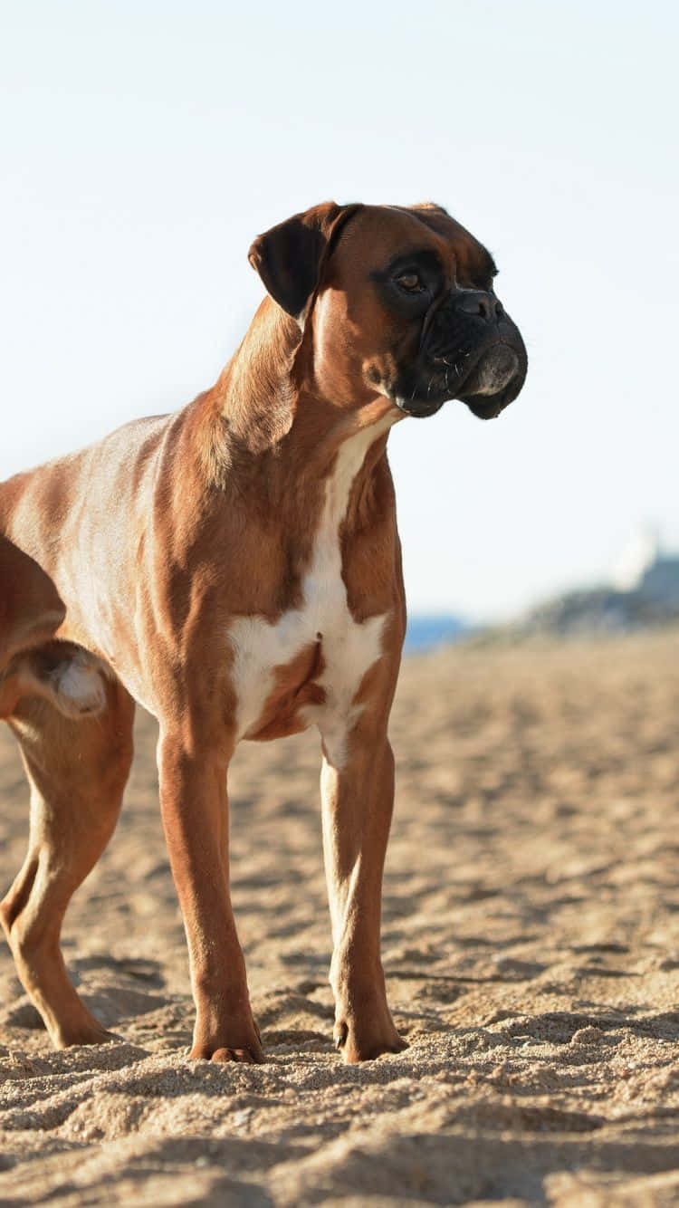 A gentle yet playful boxer dog