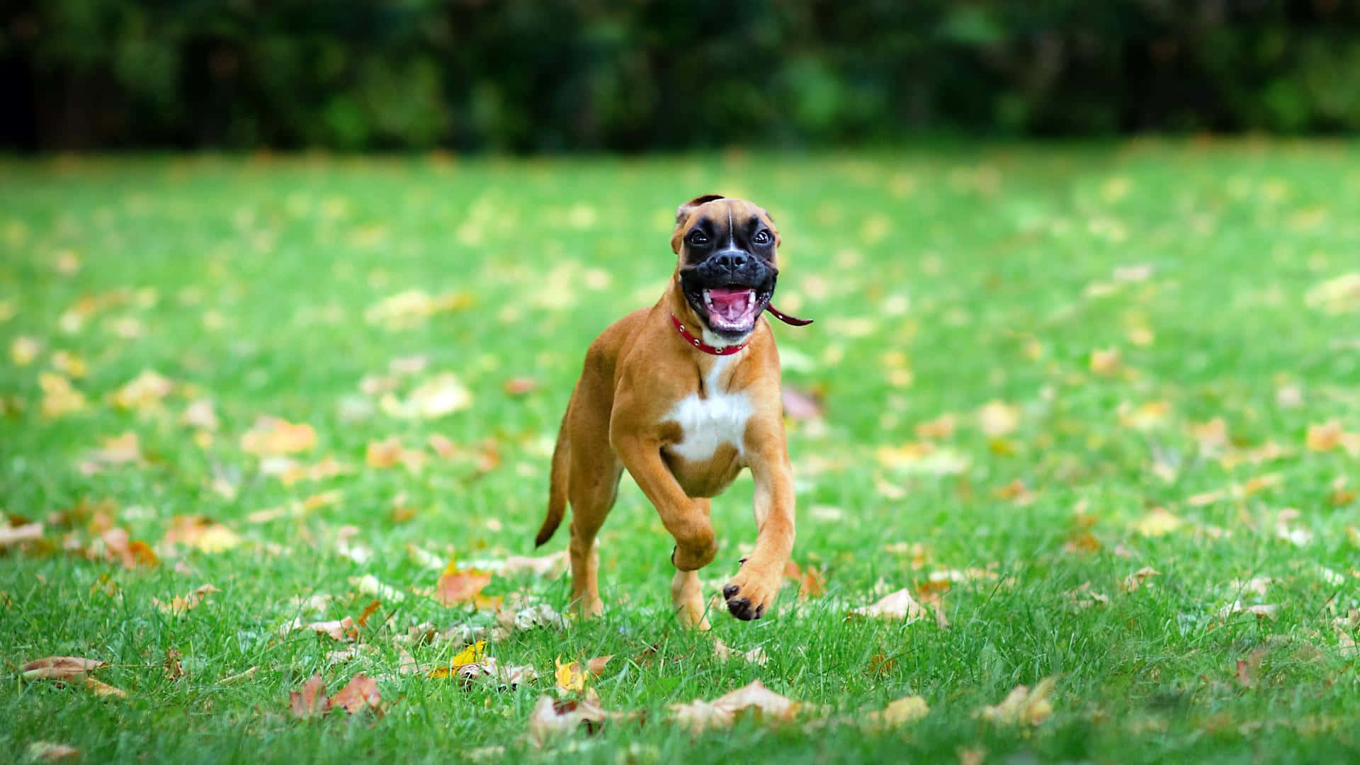 A Dog Running In The Grass With Its Mouth Open