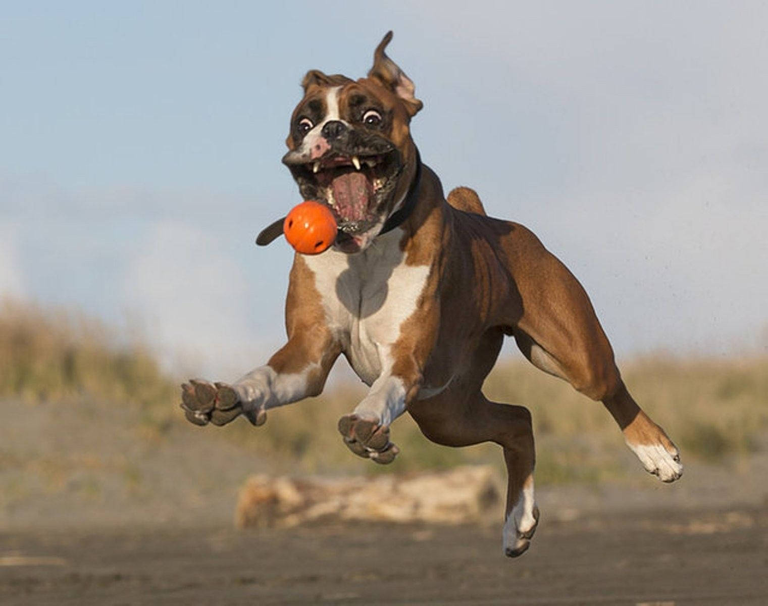 Boxerhund Spielt Apportieren Wallpaper