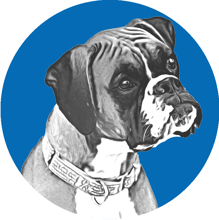 Boxer Dog Portrait Blue Background PNG