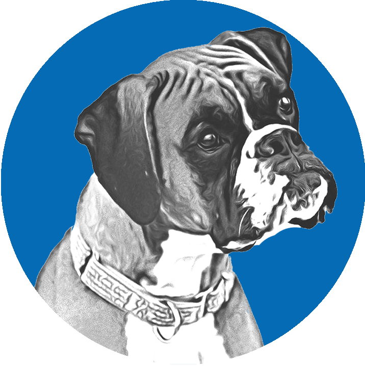 Download Boxer Dog Portrait Blue Background.png | Wallpapers.com