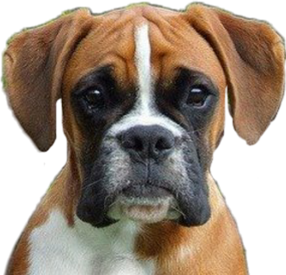 Download Boxer Dog Portrait | Wallpapers.com