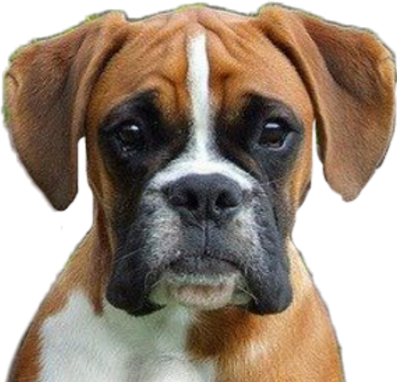 Boxer Dog Portrait PNG