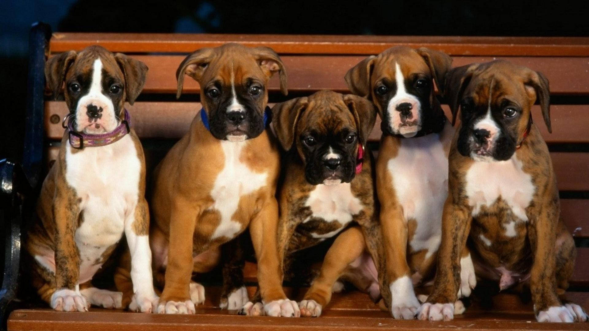 Adorable Boxer Puppies Sitting on a Bench Wallpaper