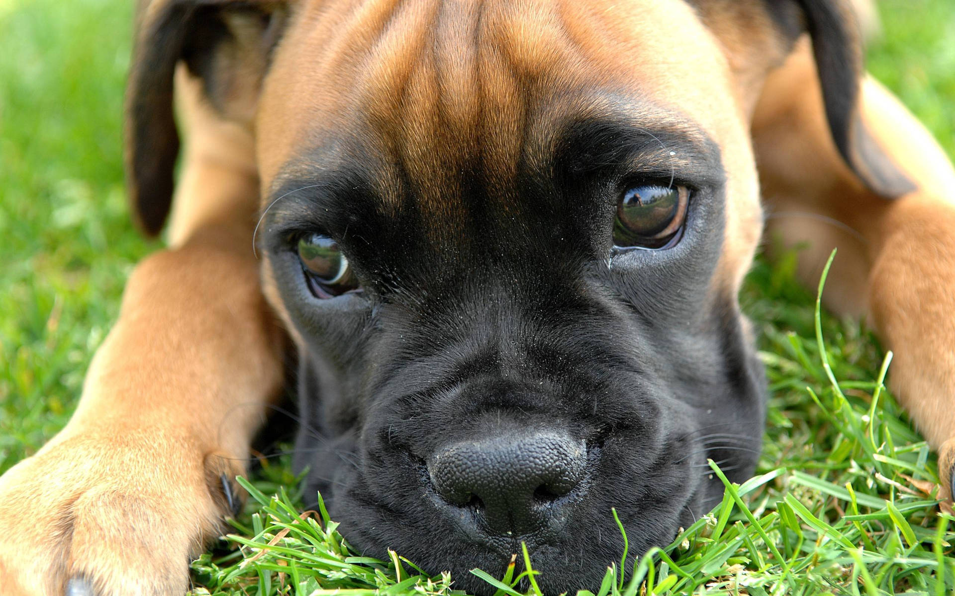 Boxer Dog Puppy Eyes Wallpaper