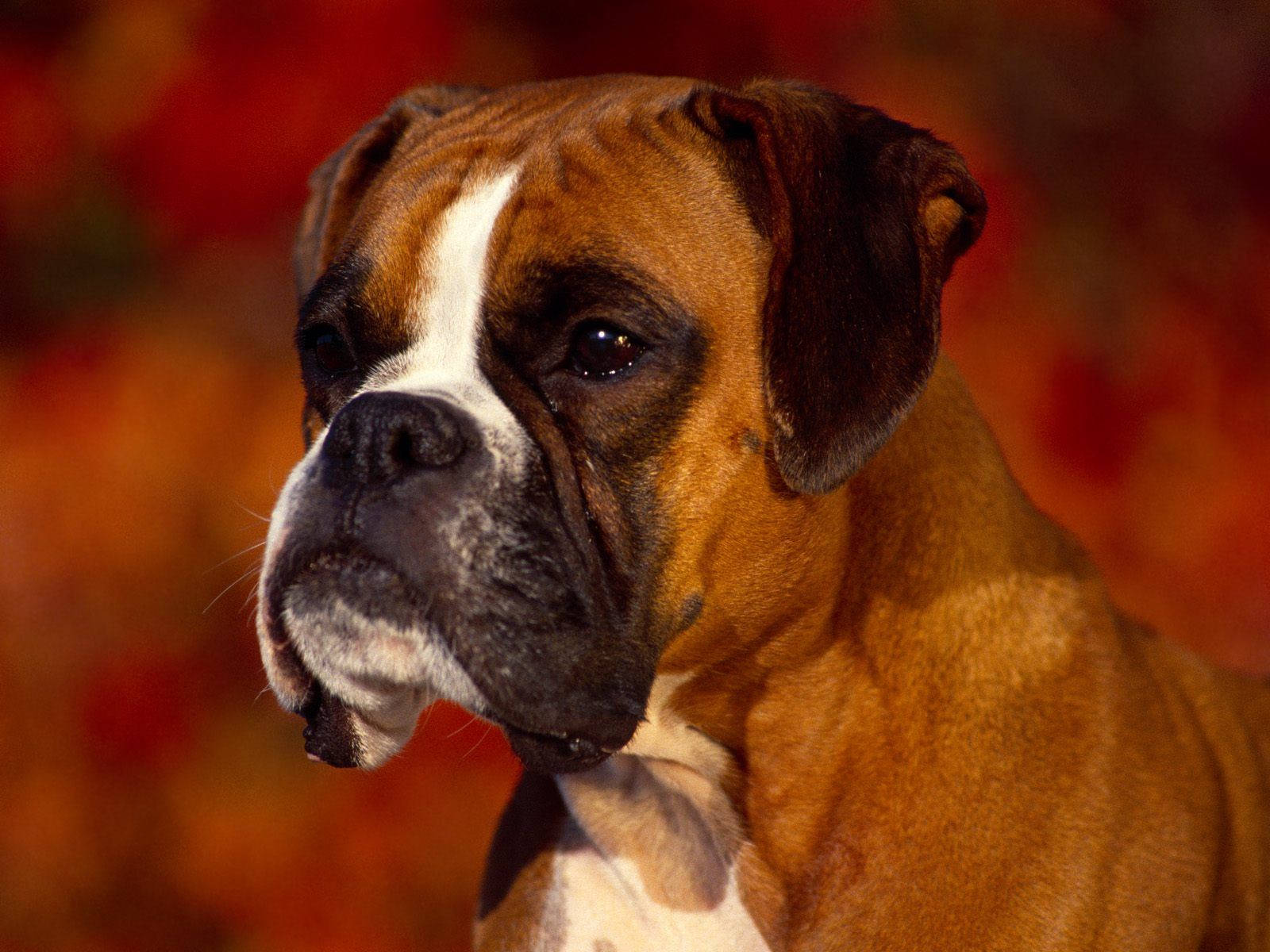 Ramme et billede af en rød æstetisk boxerhund i herlighed. Wallpaper