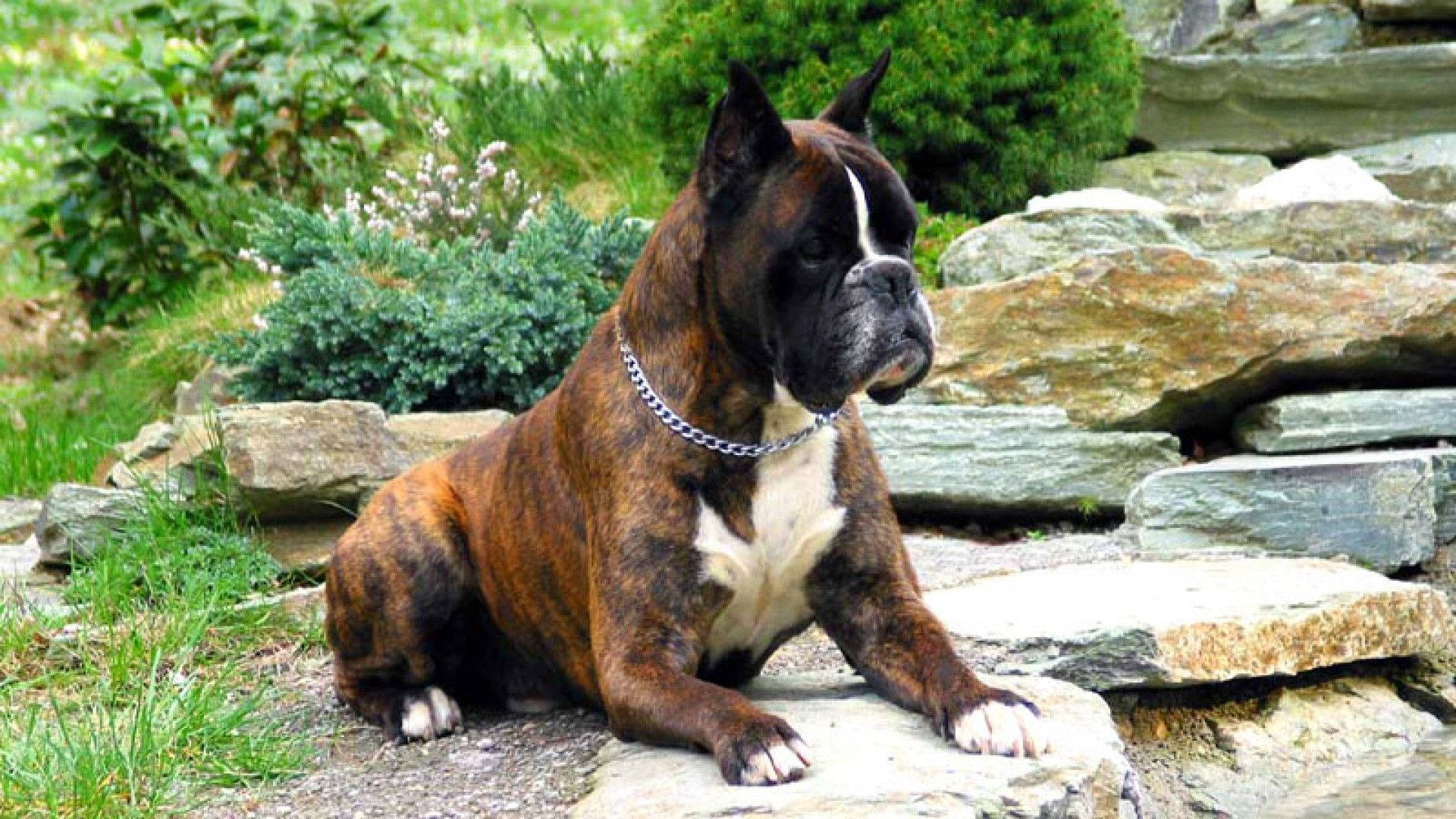 Boxerhund Rockt Die Natur Wallpaper